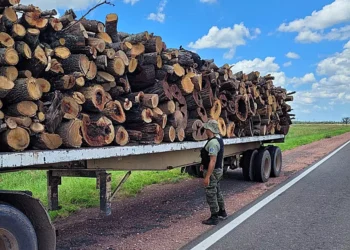 Policía Rural secuestra casi 40 toneladas de leña y soja